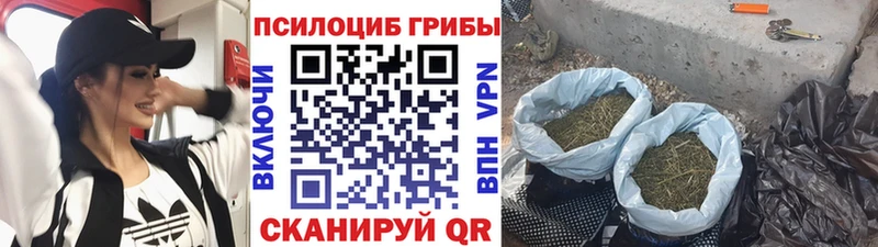 продажа наркотиков  Ипатово  Псилоцибиновые грибы Psilocybine cubensis 